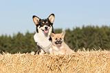 CORGI PEMBROKE 107